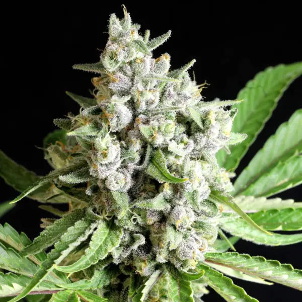 Strawberry Lemonauto Cannabis Seeds by Twenty20 Mendocino