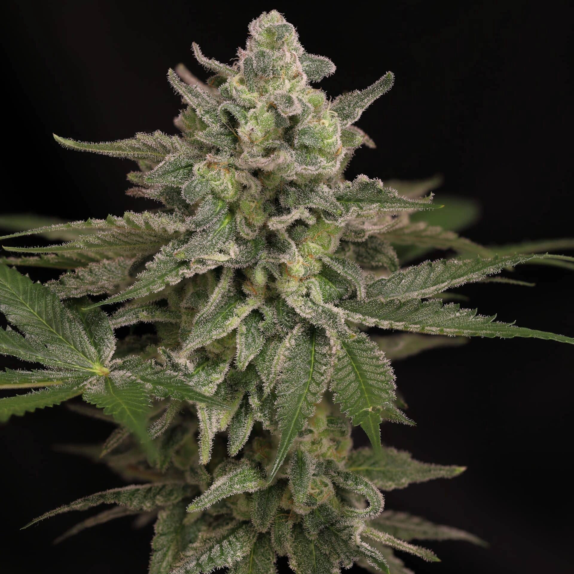 Summer Cherries FAST (F) [SHIPS EARLY MAY]