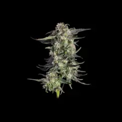 Super Lemon Sunset Cannabis Seeds by Happy Valley Genetics