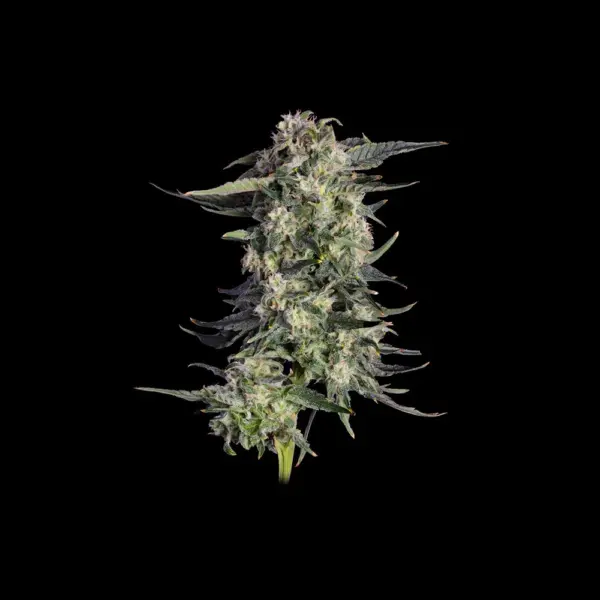 Super Lemon Sunset Cannabis Seeds by Happy Valley Genetics