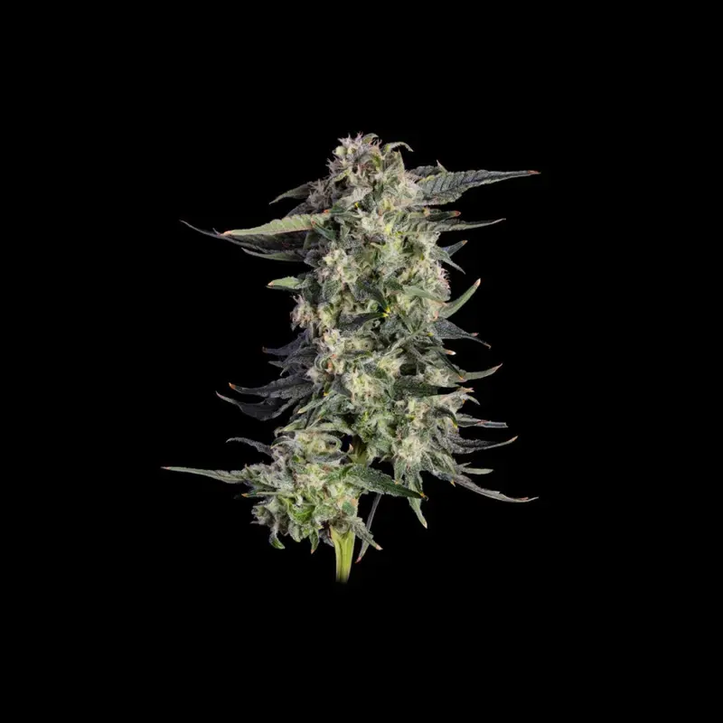 Super Lemon Sunset Cannabis Seeds by Happy Valley Genetics