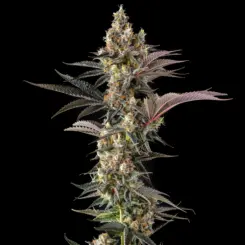 Tostones Cannabis Seeds by Compound Genetics