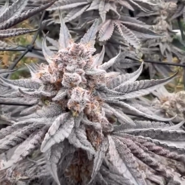 Triple Dip Marmalade Cannabis Seeds by Jolly Pond Farm