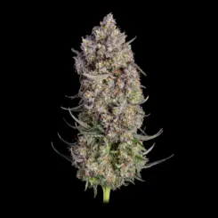 Truffle Bomb Cannabis Seeds by Happy Valley Genetics