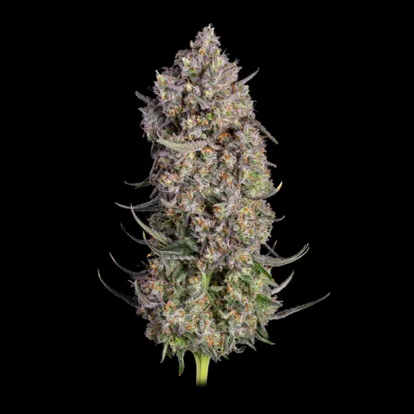 Truffle Bomb Cannabis Seeds by Happy Valley Genetics