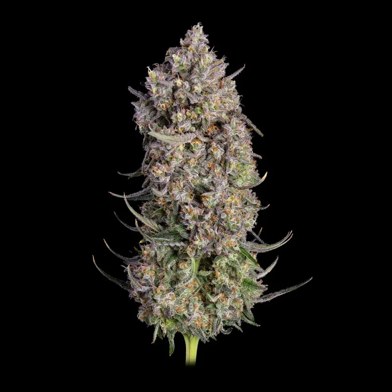 Truffle Bomb Cannabis Seeds by Happy Valley Genetics