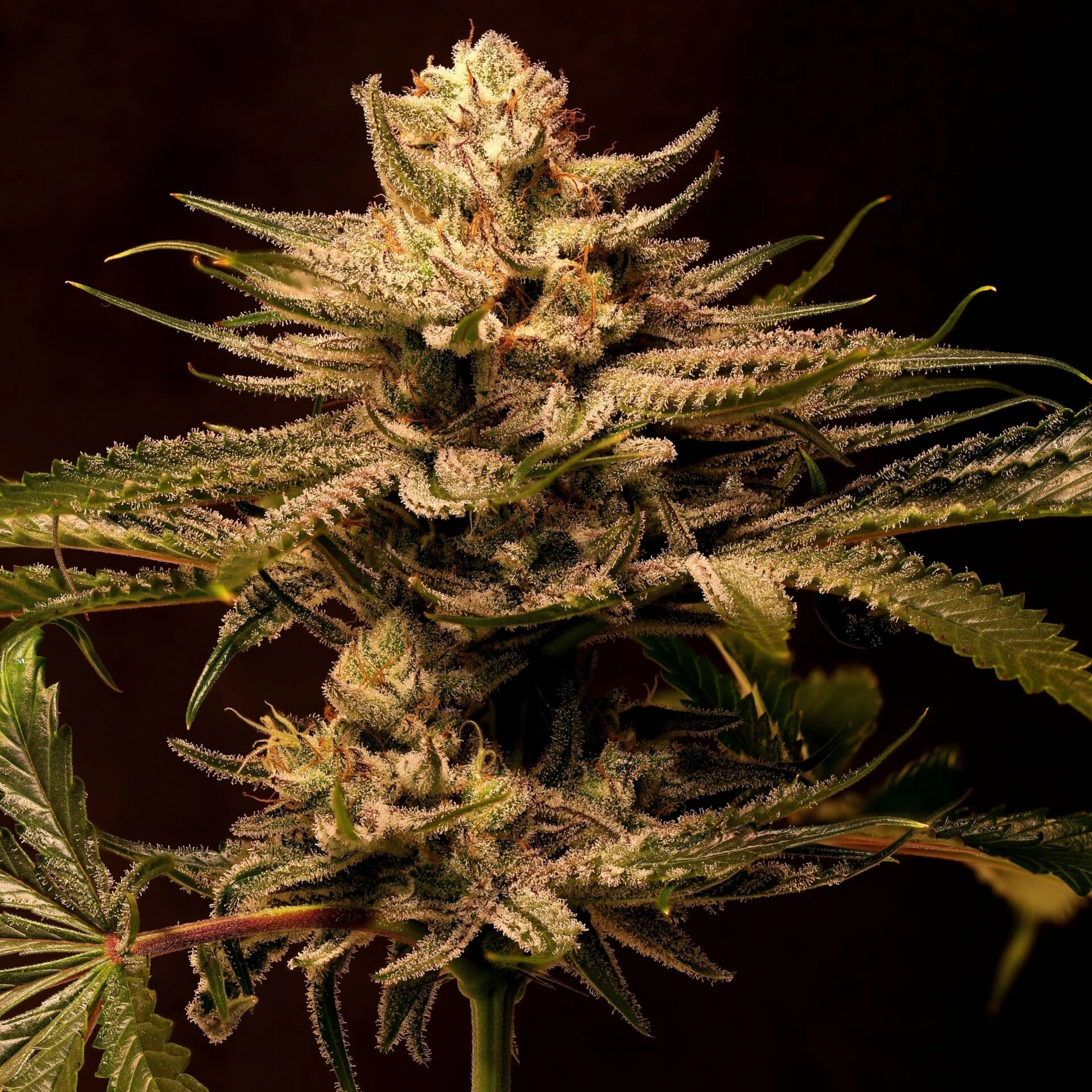 Whipped Lemons (F) [SHIPS EARLY MAY]