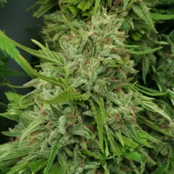 White Afghani S1 Cannabis Seeds by Jolly Pond Farm