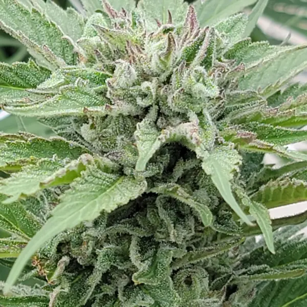 White Marmalade Cannabis Seeds by Jolly Pond Farm