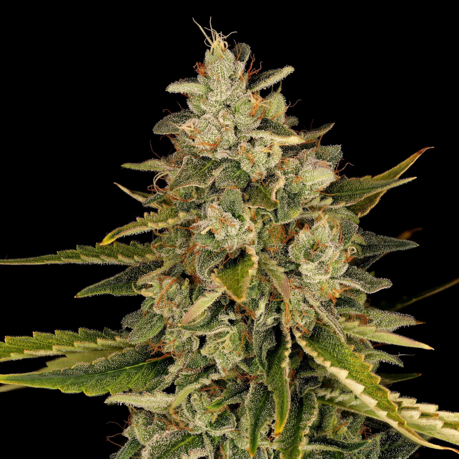 ZOgreberry Auto [SHIPS EARLY MAY]