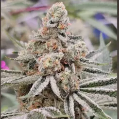 Zushi Banger Cannabis Seeds by In House Genetics