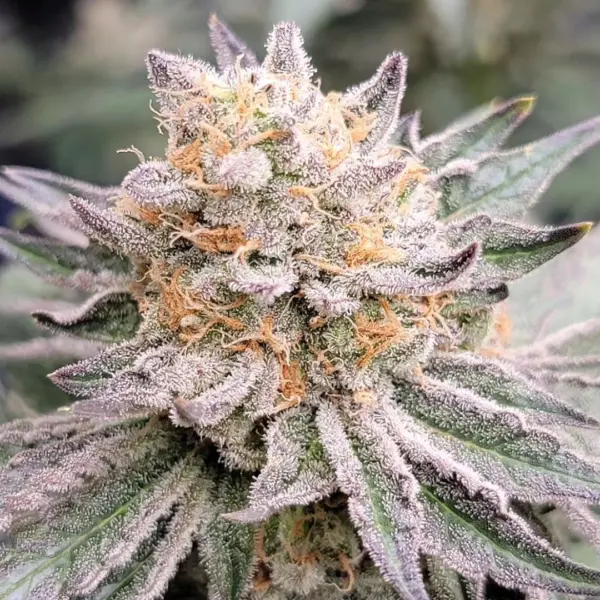 Zushi Breath Cannabis Seeds by In House Genetics