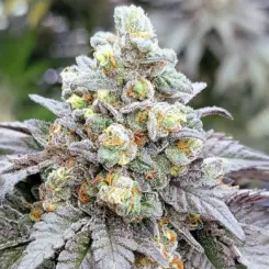 Zushi Noir Cannabis Seeds by In House Genetics