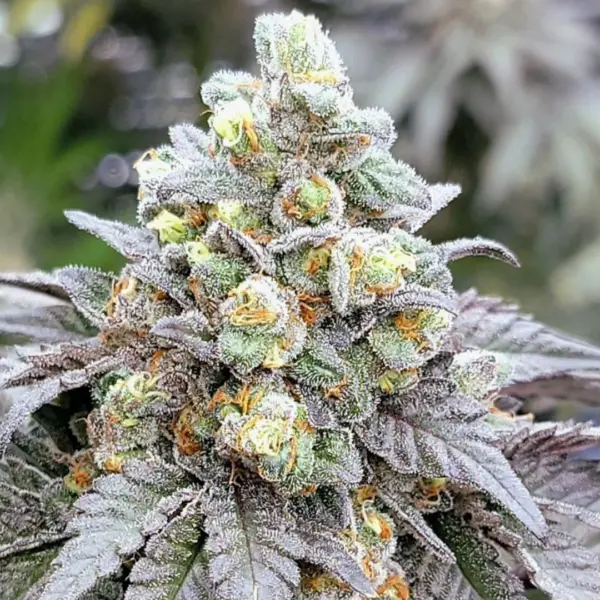 Zushi Noir Cannabis Seeds by In House Genetics