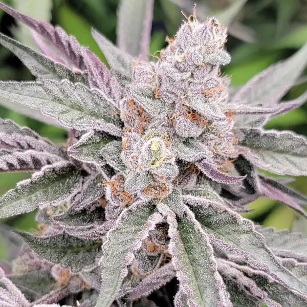 Zushi Splash Cannabis Seeds by In House Genetics