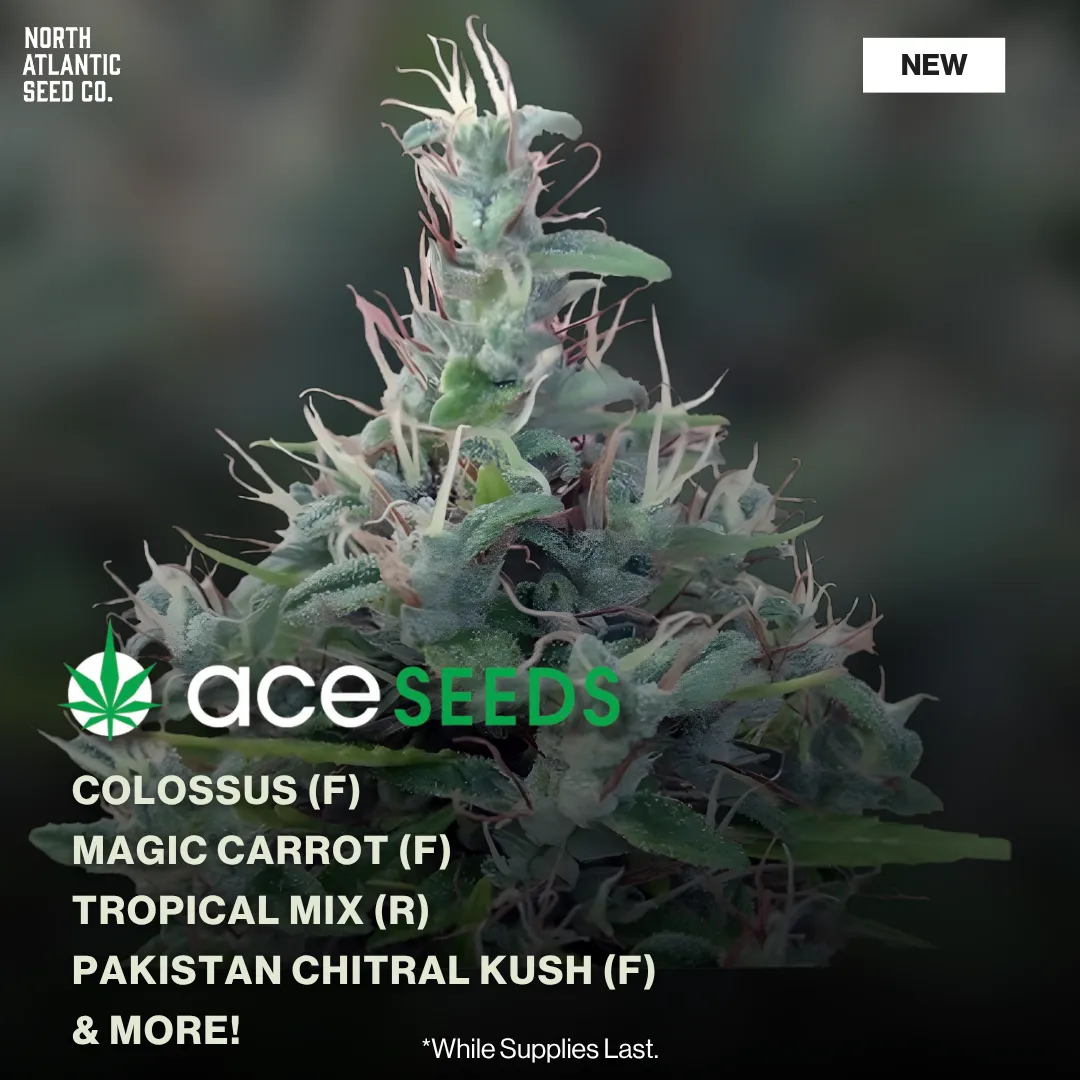 Ace Seeds New Strains 2026