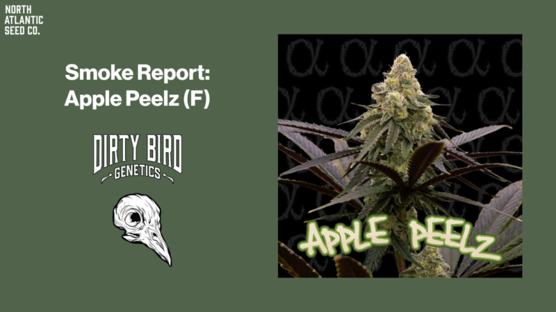 Smoke Report: Apple Peelz by Dirty Bird Genetics