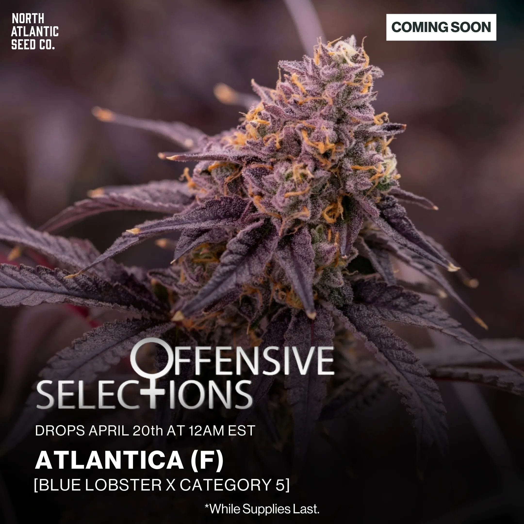 Offensive Selections