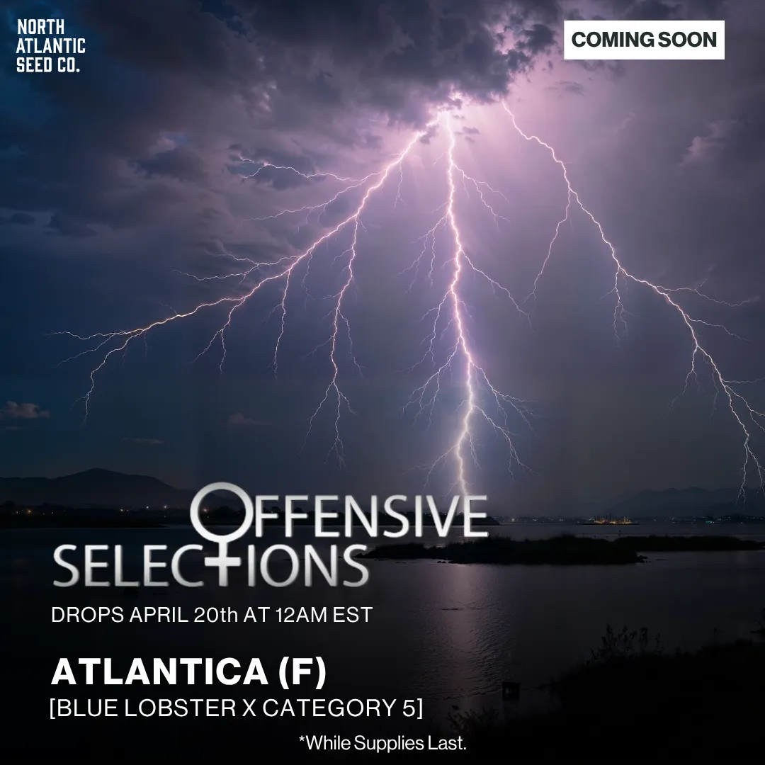 Offensive Selections