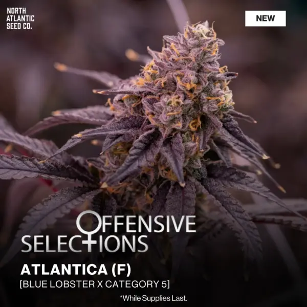 Offensive Selections