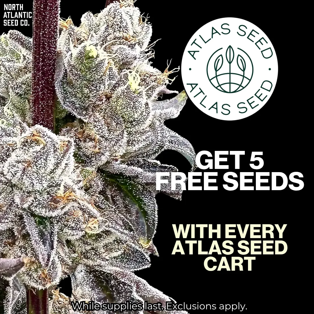 Atlas Seed