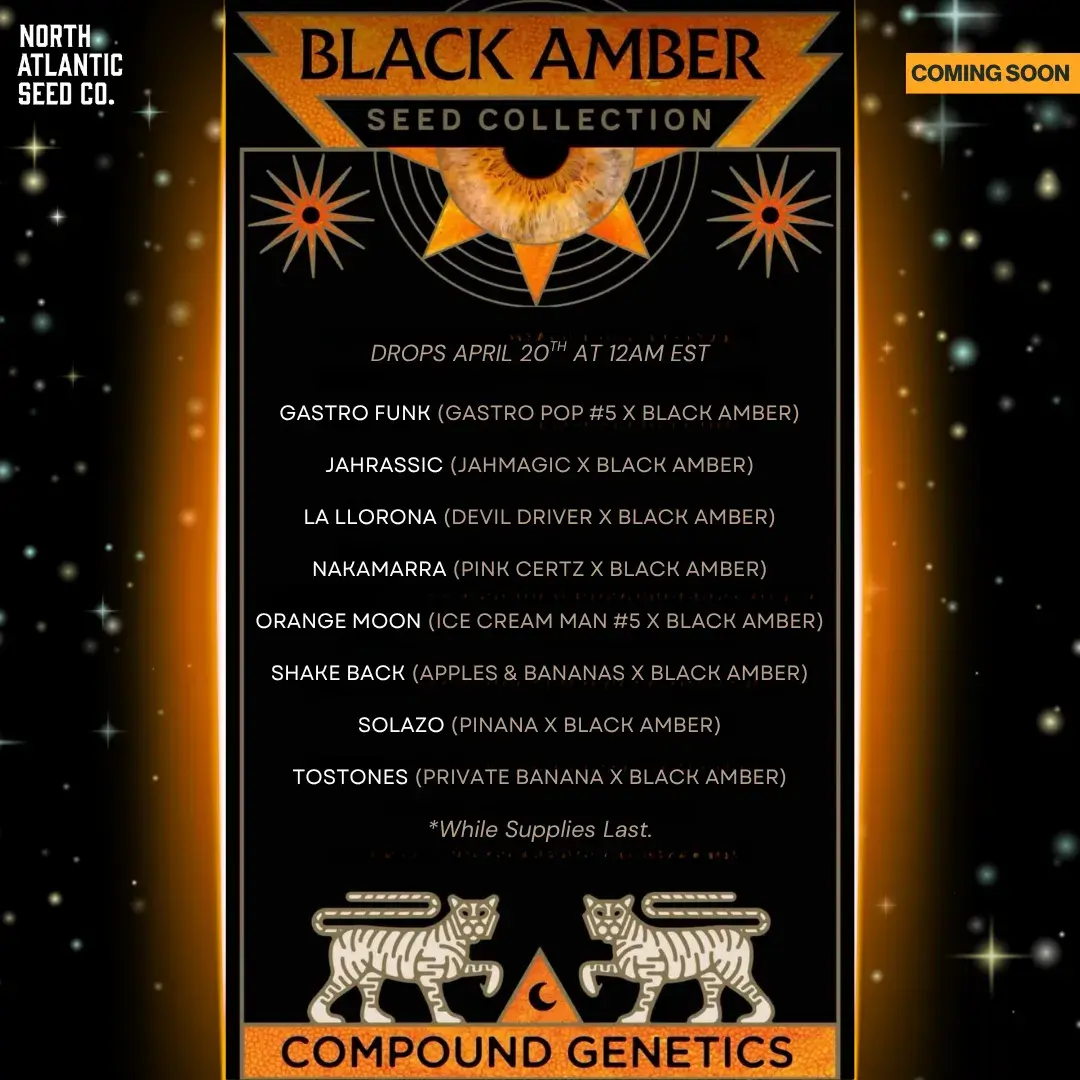 Compound Genetics Black Amber Drop