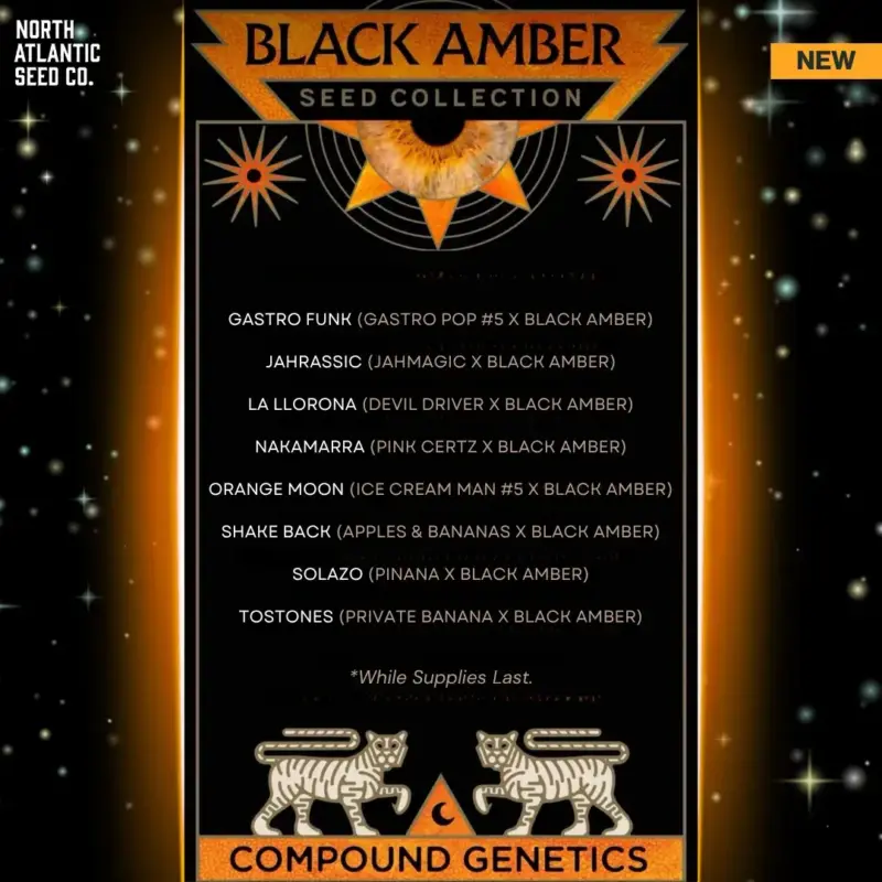 Compound Genetics Black Amber Drop