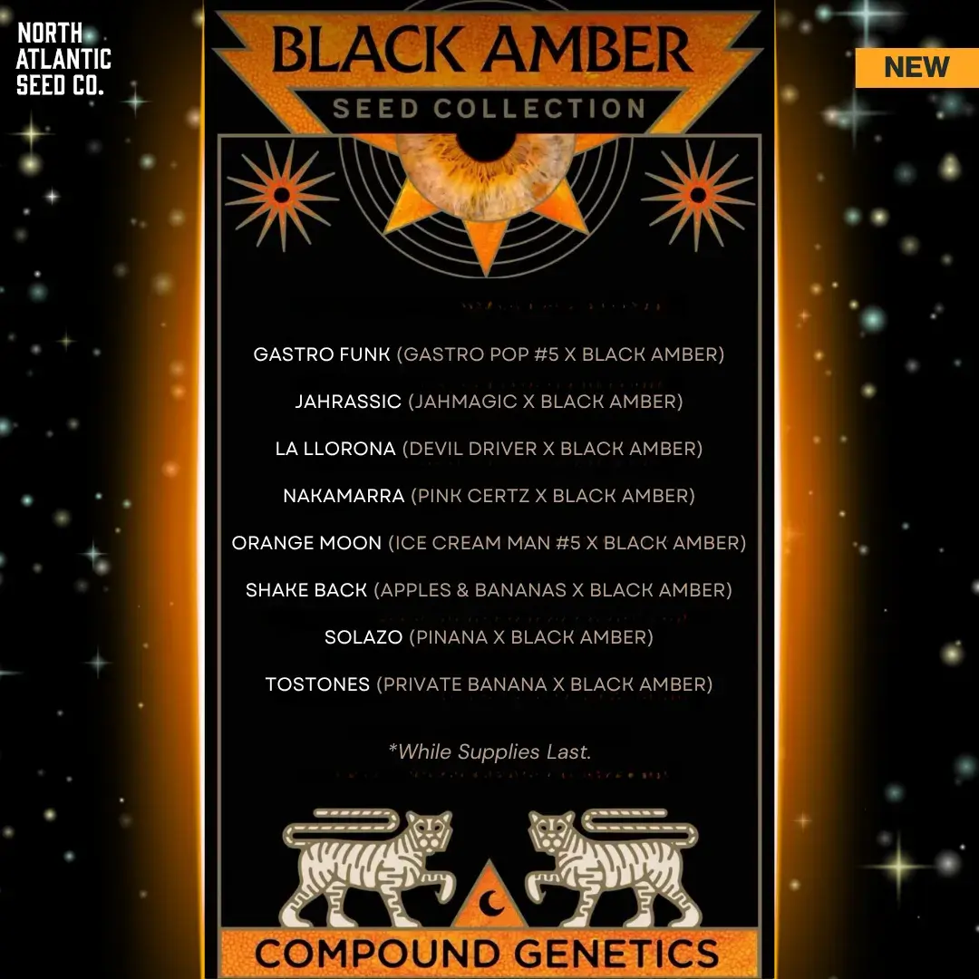 Compound Genetics Black Amber Drop