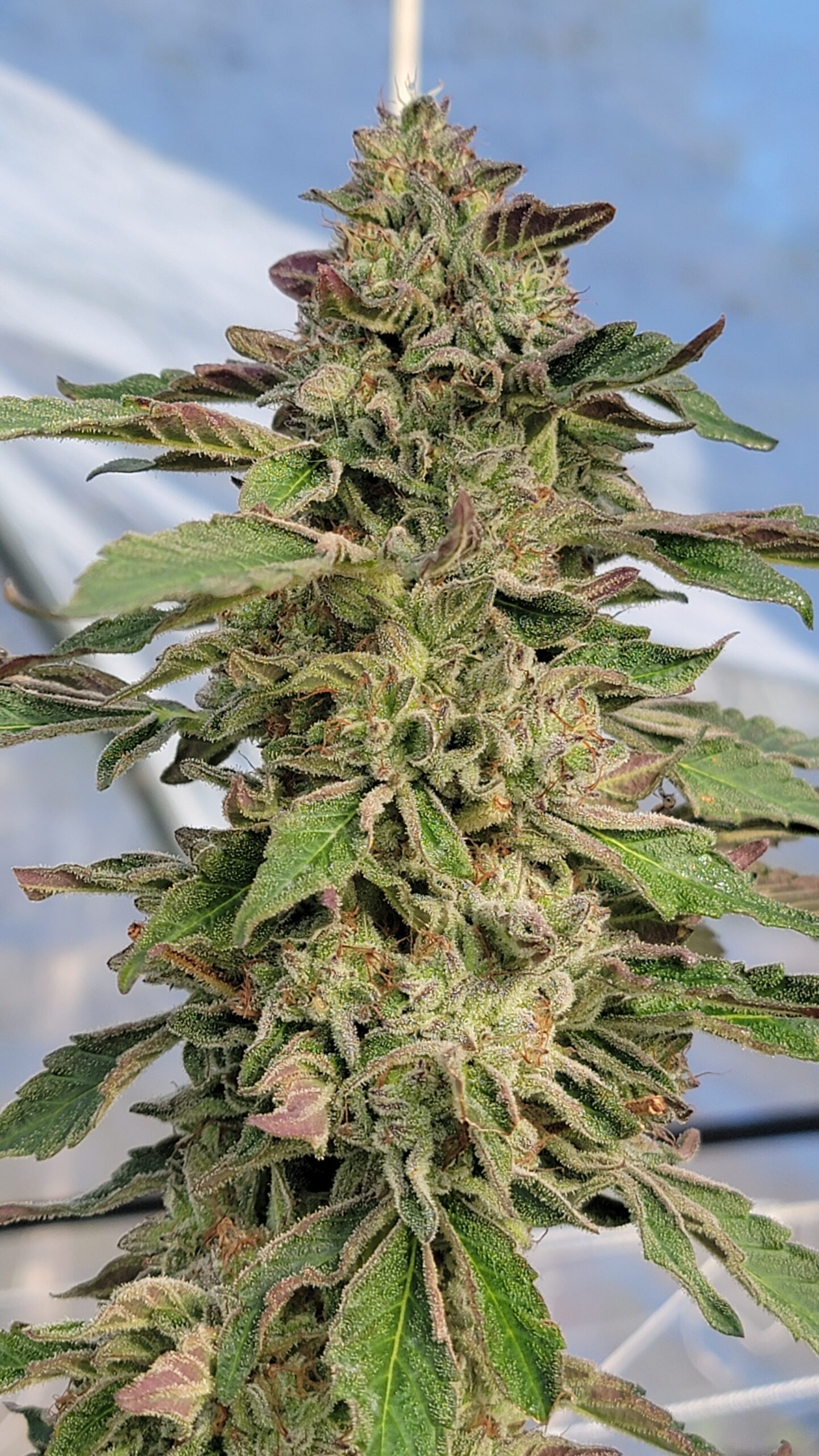 Falooda Cannabis Seeds by Jolly Pond Farm