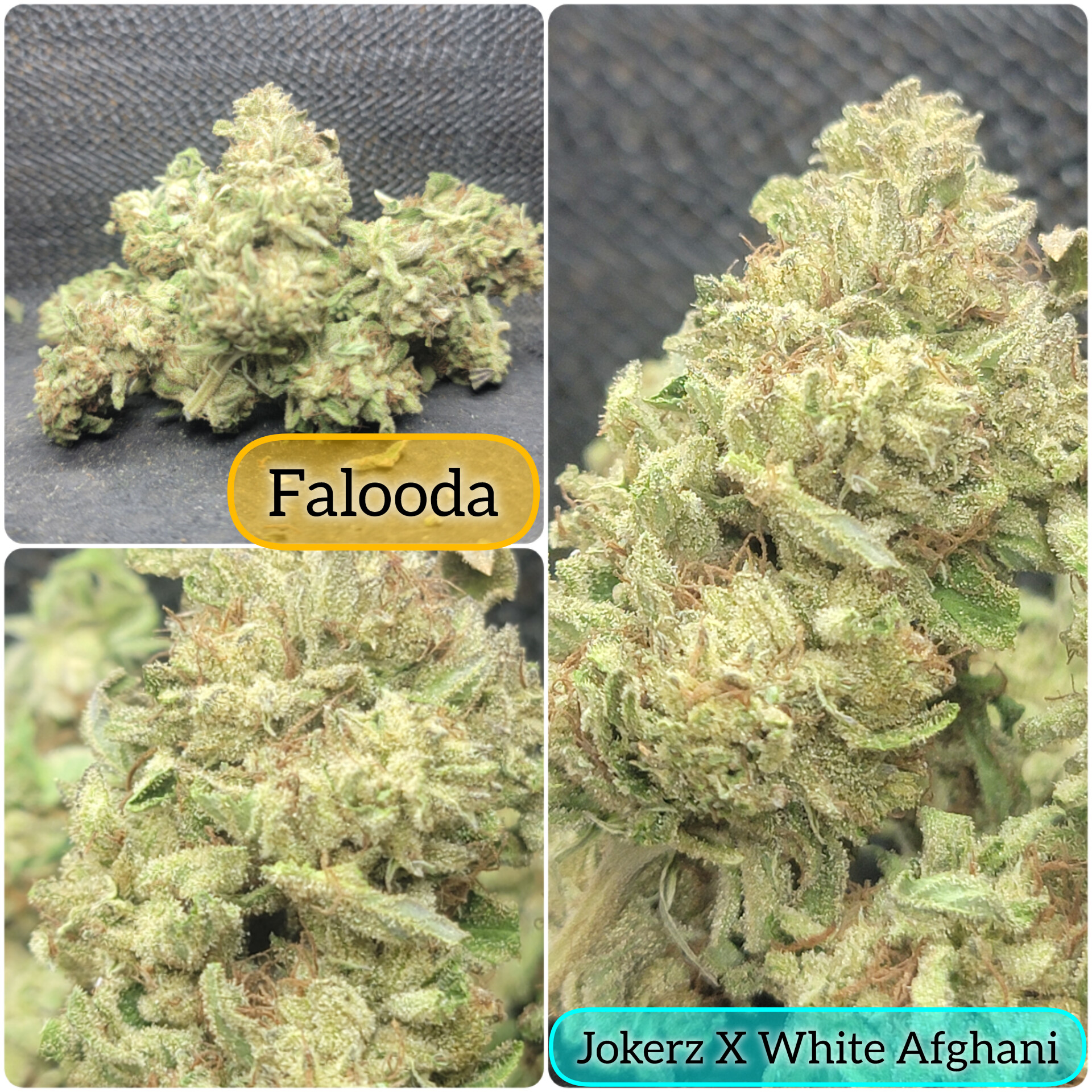 Falooda Cannabis Seeds by Jolly Pond Farm