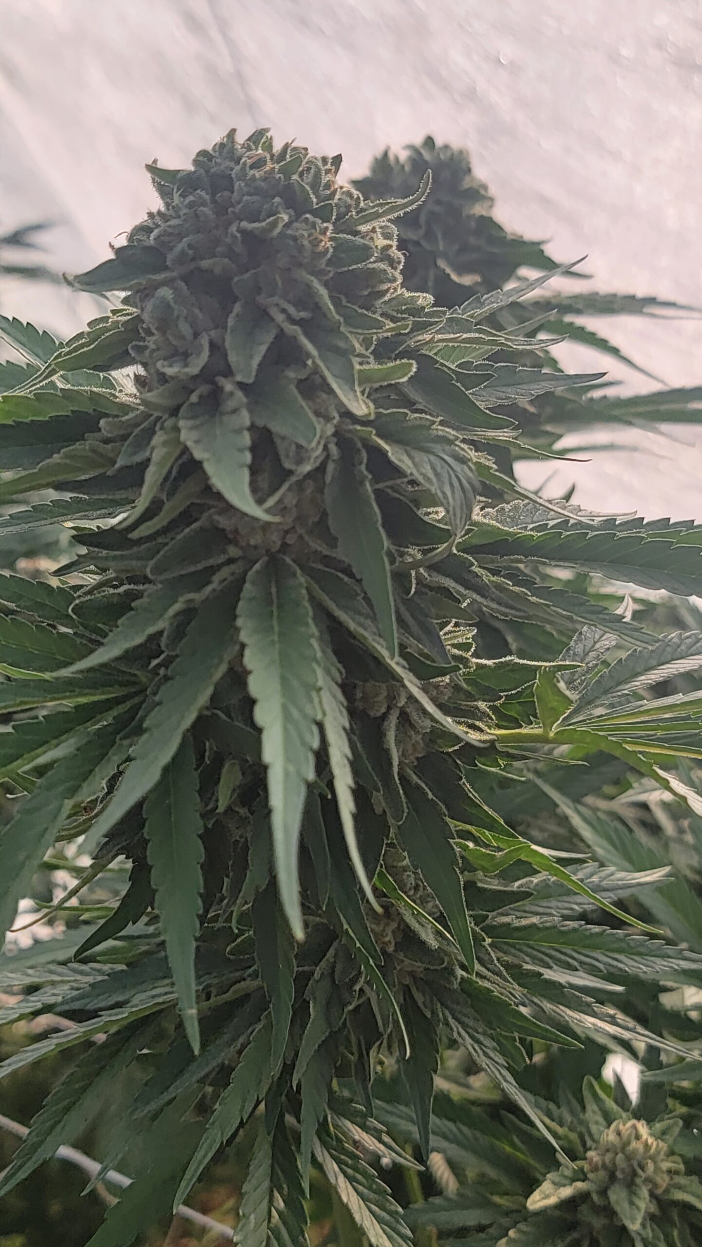 Falooda Cannabis Seeds by Jolly Pond Farm