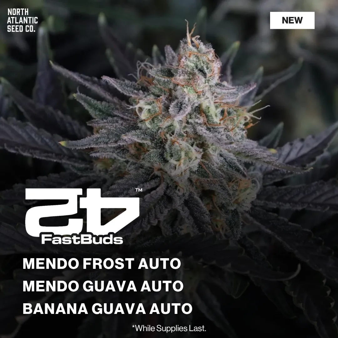 Fast Buds New Drop 2026