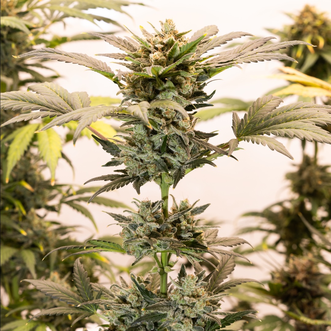 Gas Berry Auto Alpha Series Cannabis Seeds by Dirty Bird Genetics