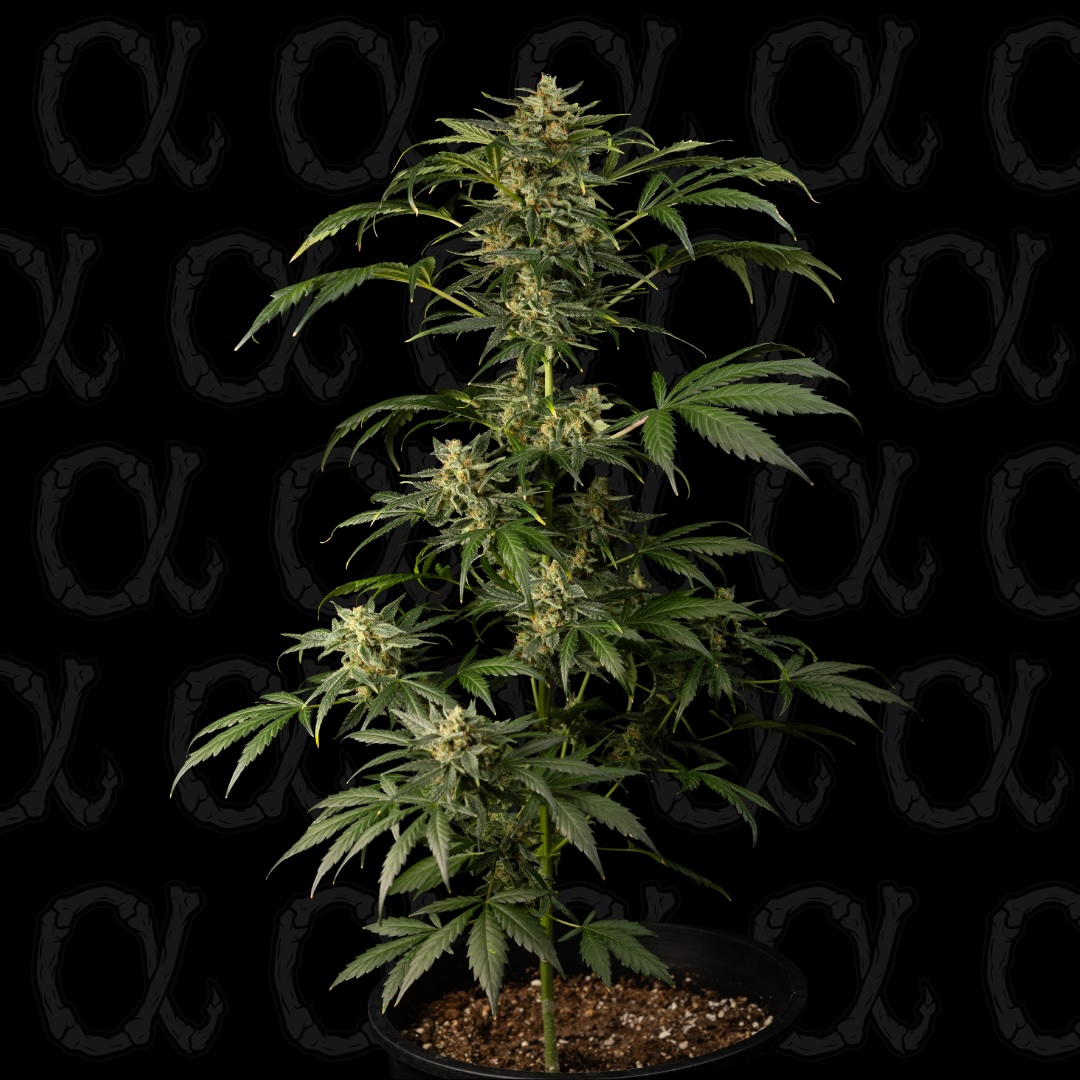 Gas Berry Auto Alpha Series Cannabis Seeds by Dirty Bird Genetics