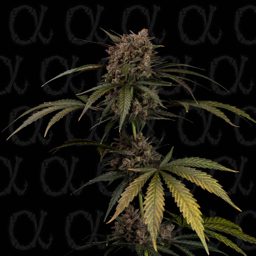 Gas Berry Auto Alpha Series Cannabis Seeds by Dirty Bird Genetics
