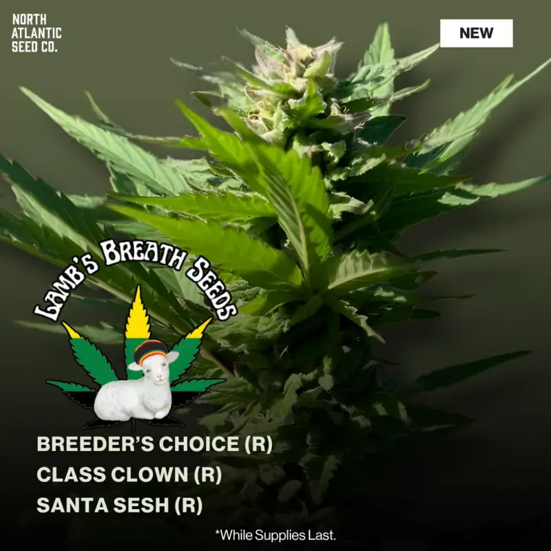 Lamb's Breath Seeds April 2026 Drop