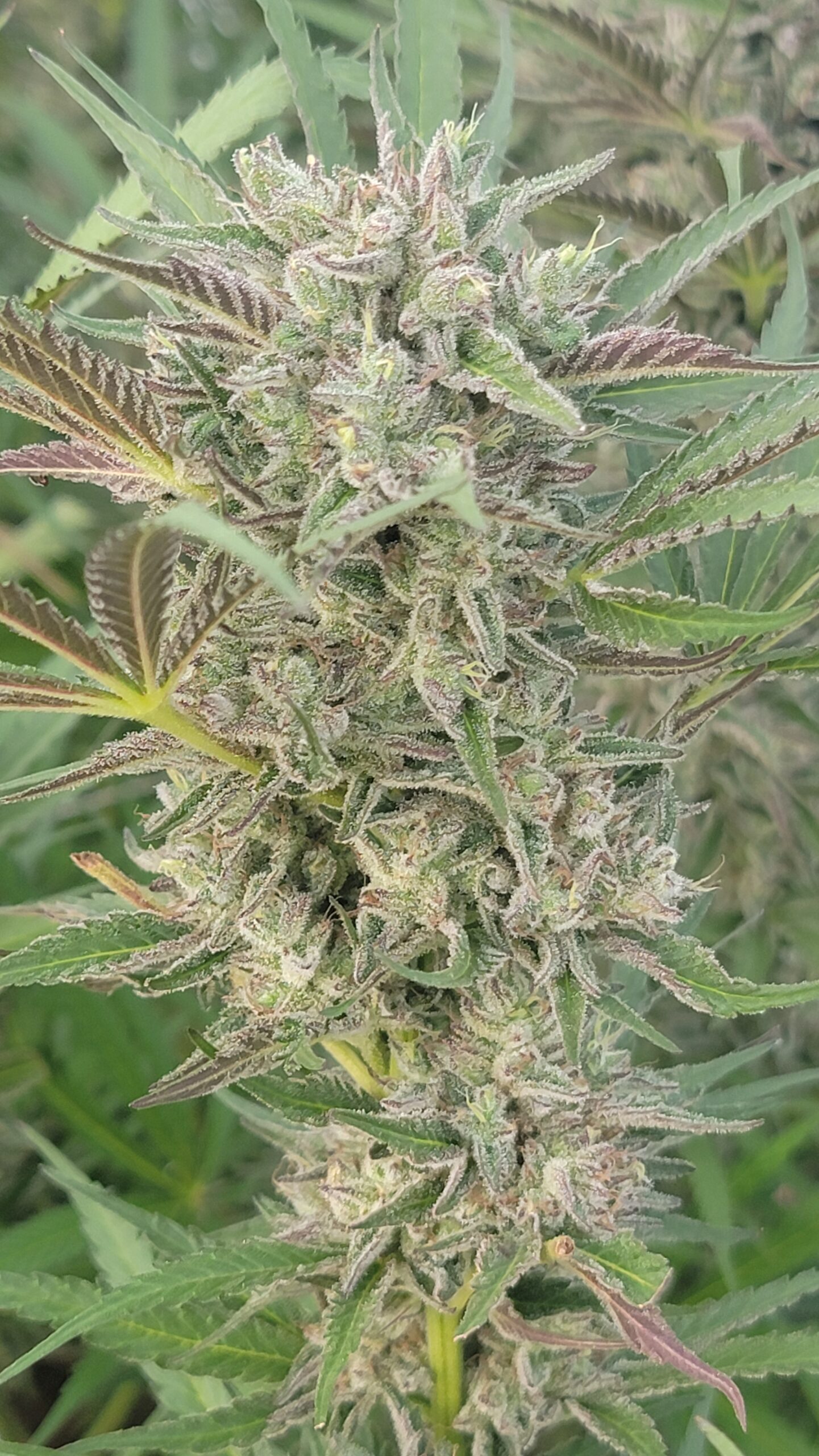 Limetta Marmalade S1 Cannabis Seeds by Jolly Pond Farms