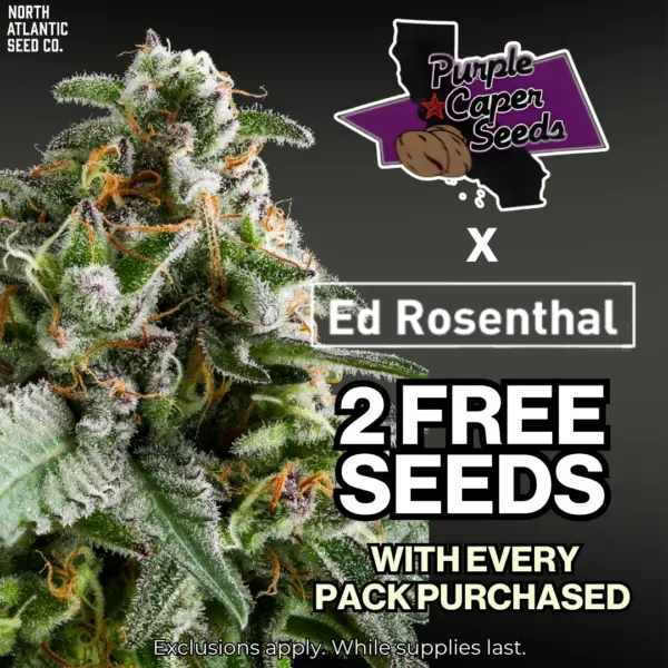 Purple Caper - Ed Rosenthal Exclusives