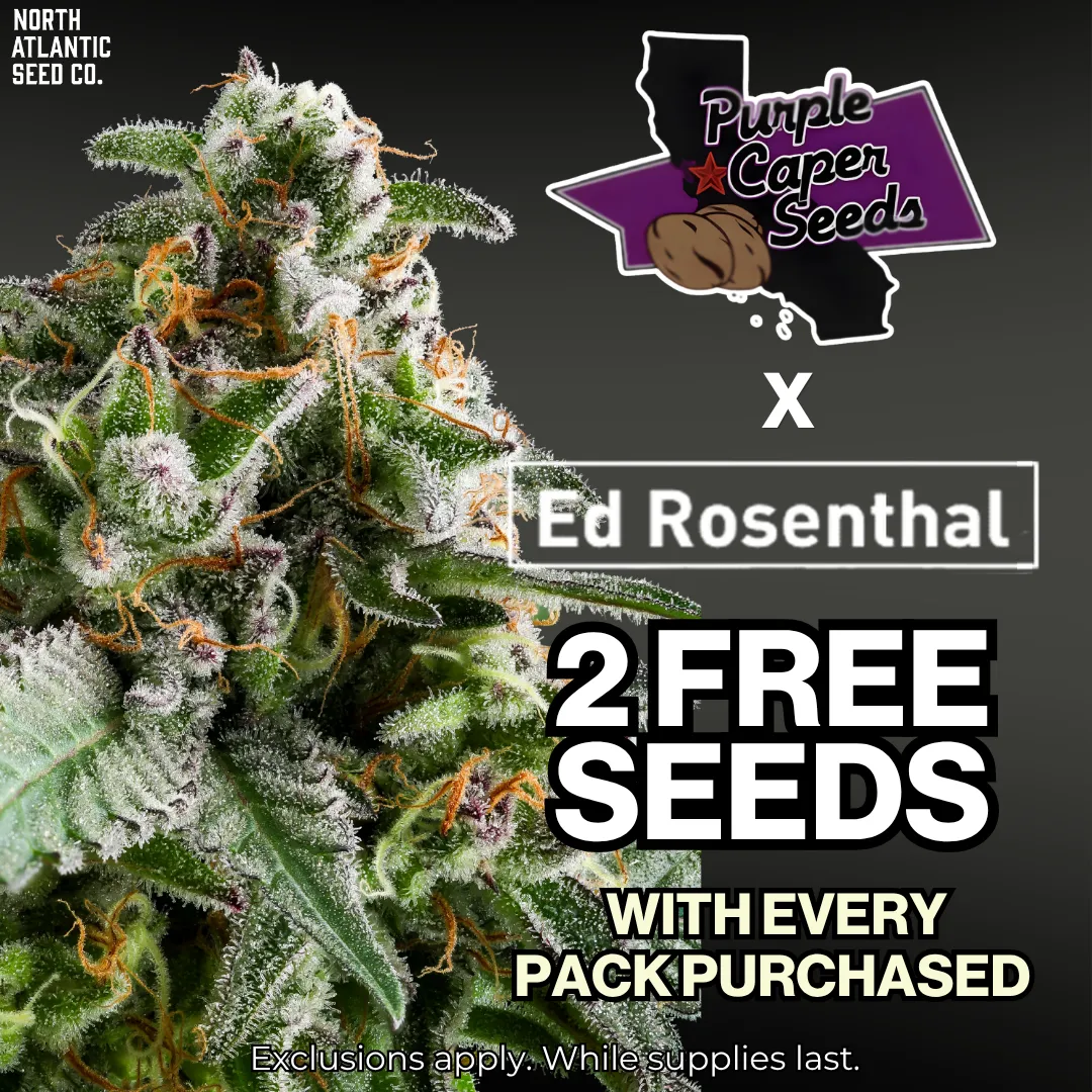 Purple Caper - Ed Rosenthal Exclusives