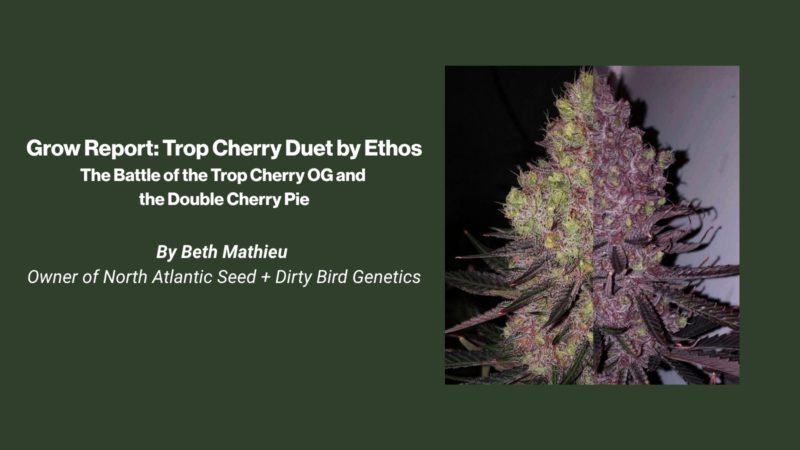 Grow Report: Trop Cherry Duet by Ethos
