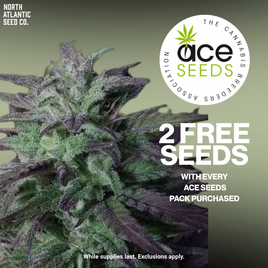 Ace Seeds