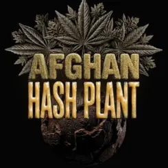 Afghan Hash Plant Auto Cannabis Seeds by Barney's Farm
