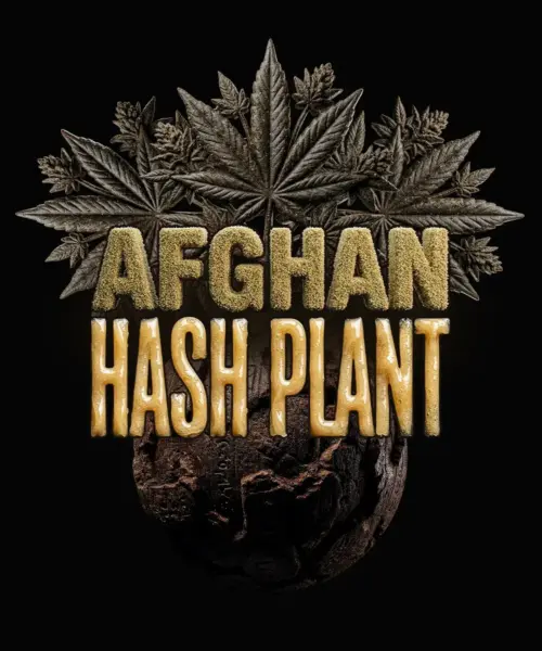 Afghan Hash Plant Auto Cannabis Seeds by Barney's Farm