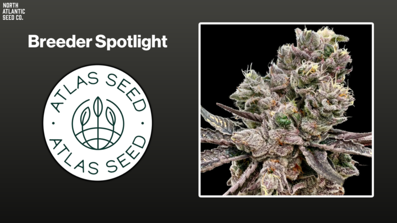 Indoor Growing Tips from Atlas Seed