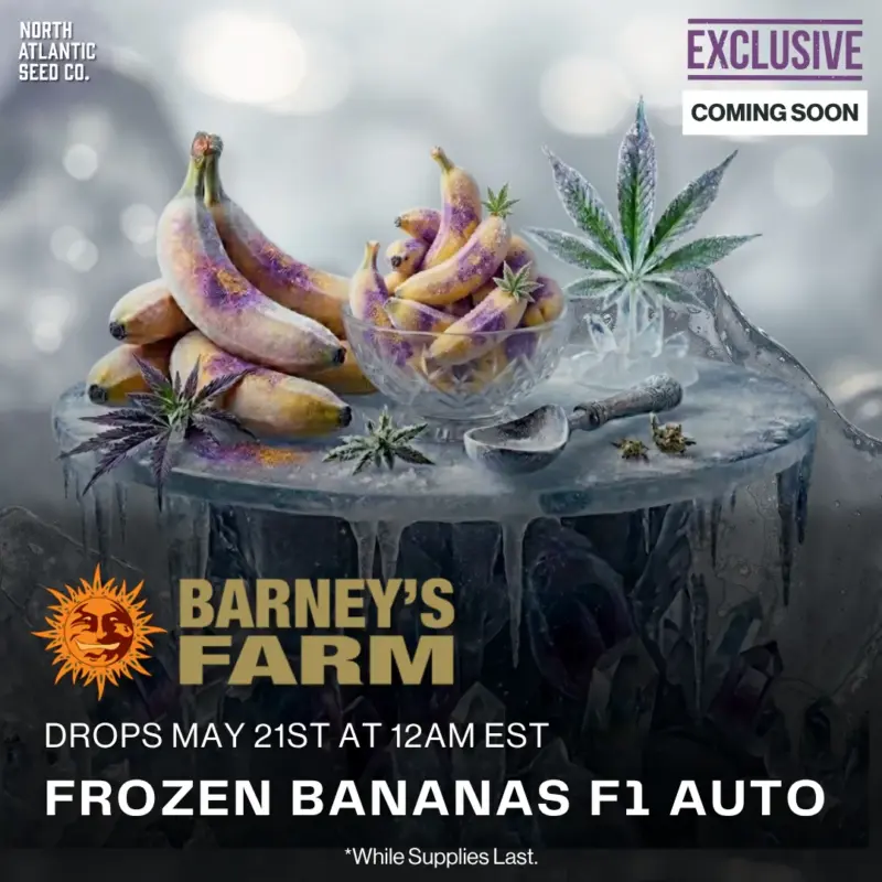 Barney's Farm - Autoflowering Cannabis Seeds