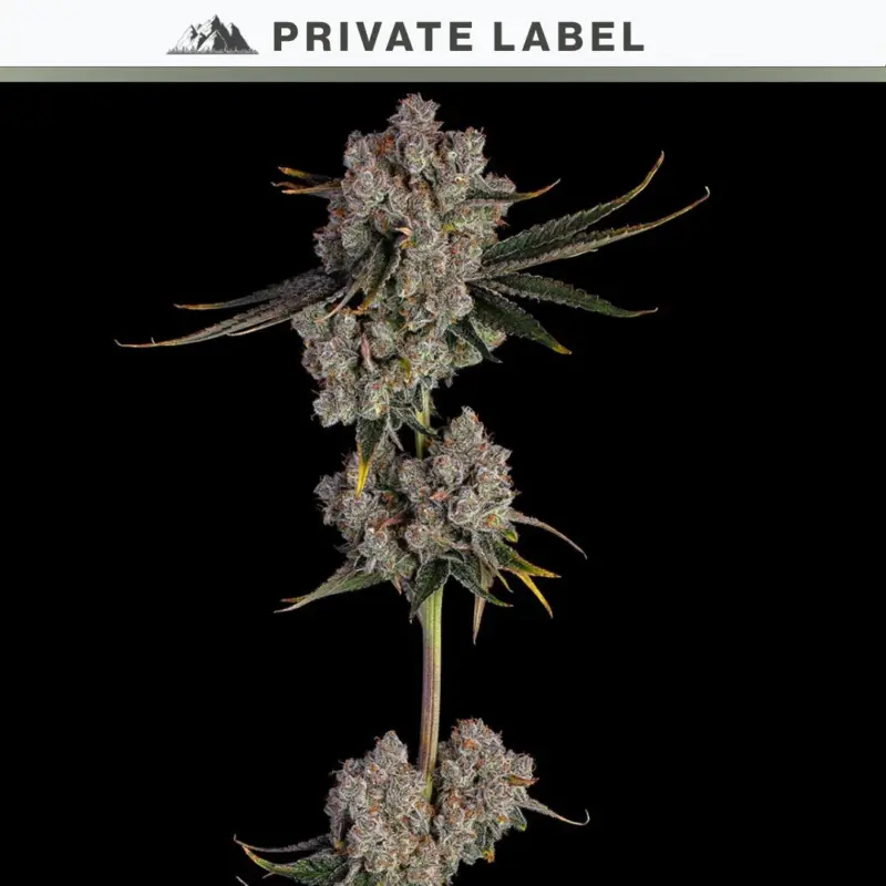 Berry Butter Cannabis Seeds by NASC Private Label