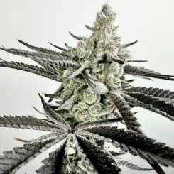Boom Squad Cannabis Seeds by Exotic Genetix