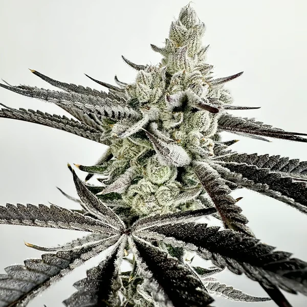 Boom Squad Cannabis Seeds by Exotic Genetix