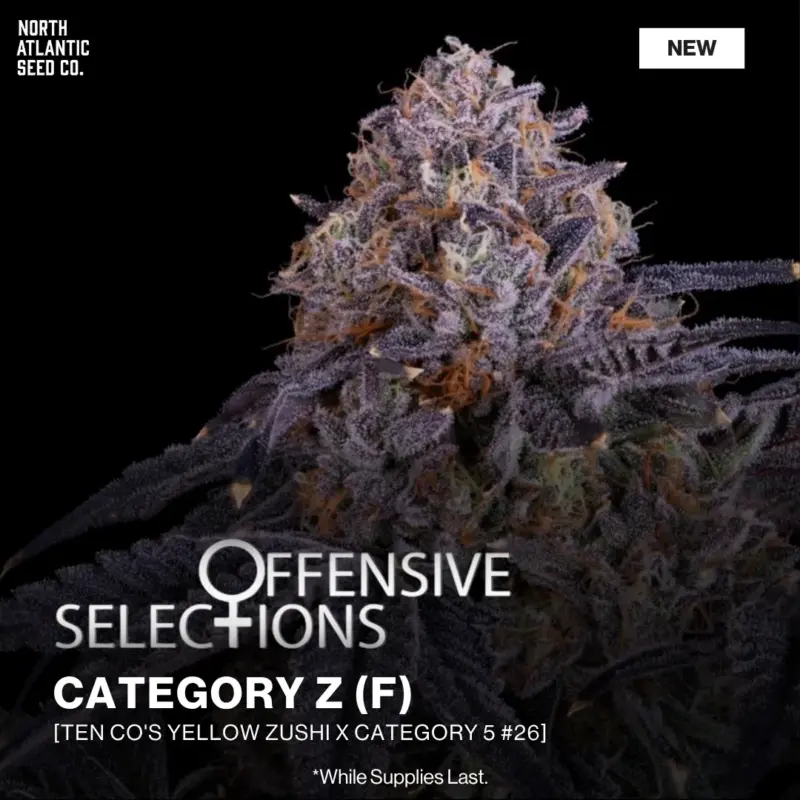 Offensive Selections