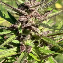 CBD Balance I Cannabis Seeds by Lamb's Breath Seeds